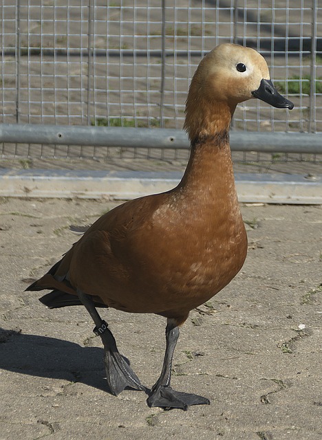 与和平